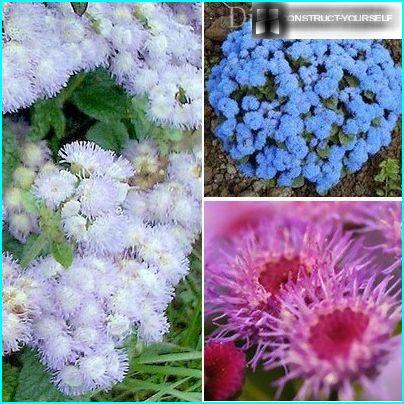 Fluffy &ldquo;cloud&rdquo; of ageratum