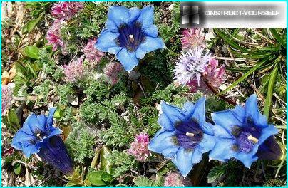 Blue &ldquo;stars&rdquo; low-growing gentian