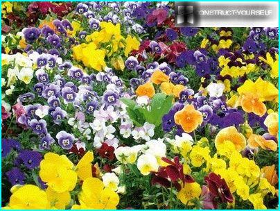 Colorful carpet of flowers pansies