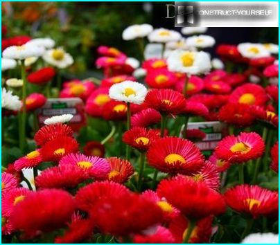 Charming &ldquo;cap&rdquo; in the spring, daisies