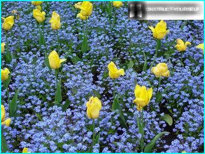 Touching the biennial forget-me-nots