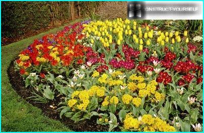 Ornamental flower bed of annuals