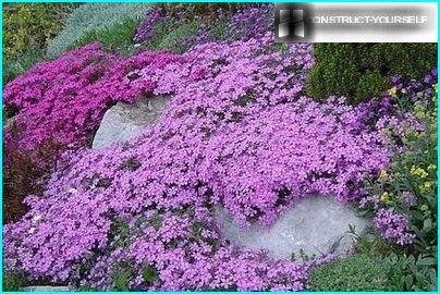 Lilac &ldquo;blanket&rdquo; from Phlox styloid