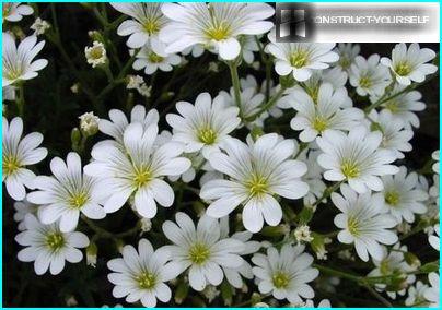 A carpet of miniature flowers yaskolki