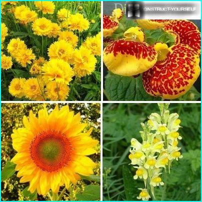 Aurinkoinen keltainen kukkapenkki
