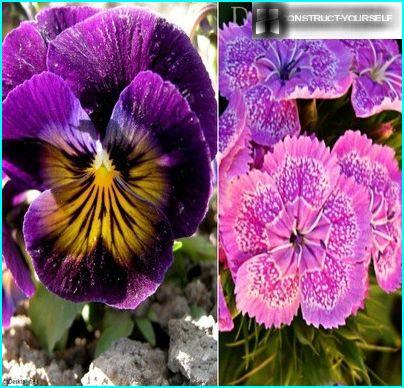 Viola and Turkish carnation