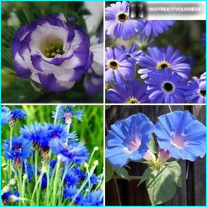 Plants with flowers in shades of blue