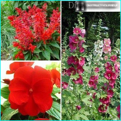 Plants for creating flower beds in red colours