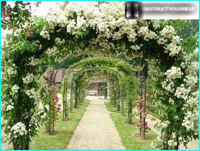 Arches of climbing roses