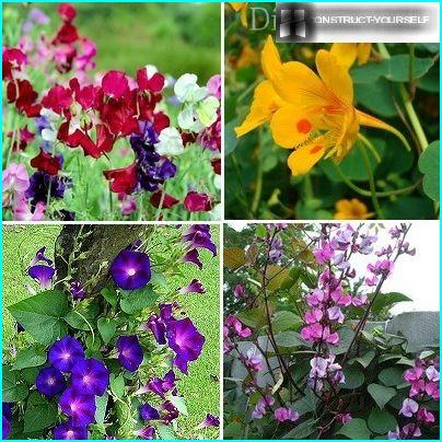 Fast-growing vines annuals