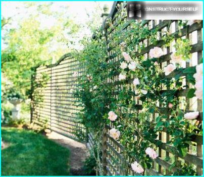 Fence - trellis fence