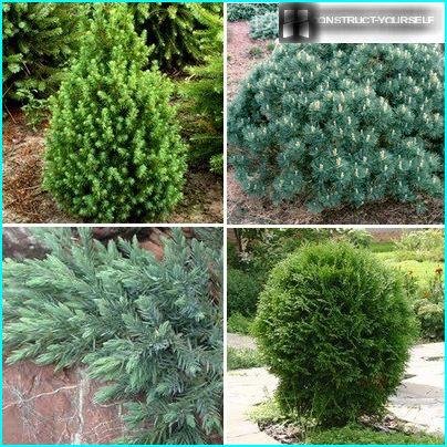 Dwarf forms of conifers