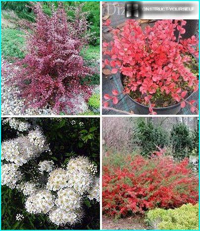 Ornamental deciduous shrubs