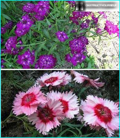 Herbaceous sun plants