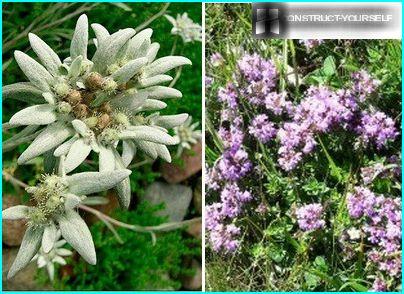 Tomillo y edelweiss en las rocas de las montañas.