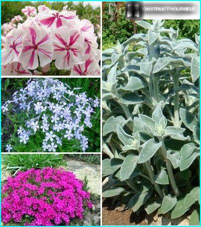 Variations of Phlox on the background of fluffy betony