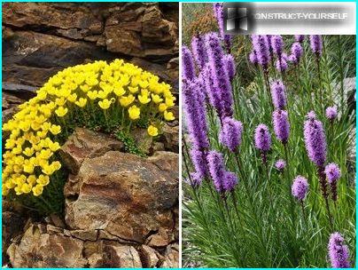 The contrasts at the foot of the rock garden