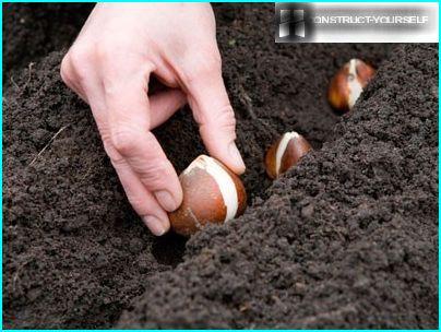 Planting bulbs