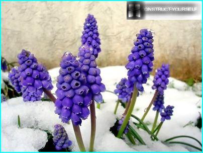 Muscari