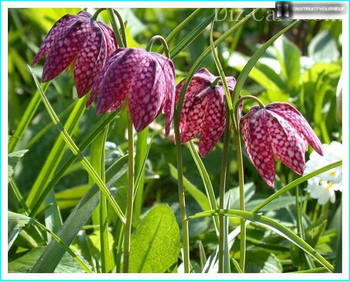 Fritillaria