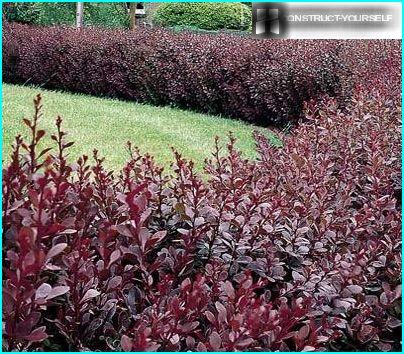 A hedge of flowering shrubs