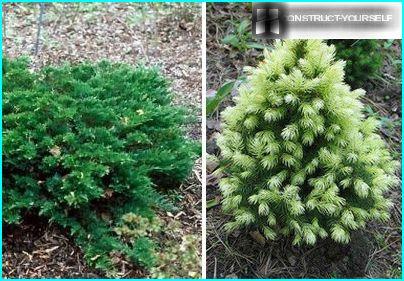 Dvärg barrträd Juniper och kanadensisk gran