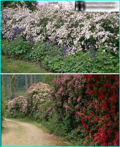 The natural look of free-growing borders