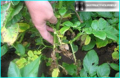 Potatoes affected by late blight
