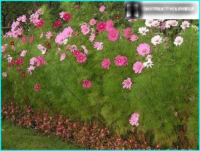 Cosmea og begonia