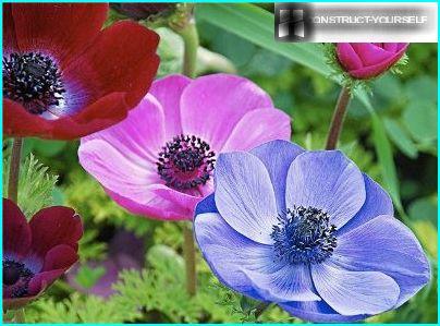 Anemones