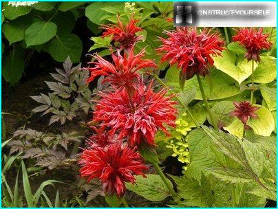 Monarda