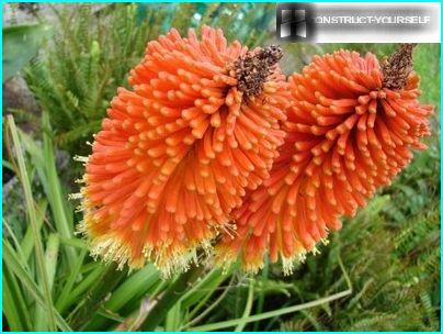 Kniphofia