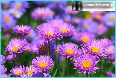 Asters