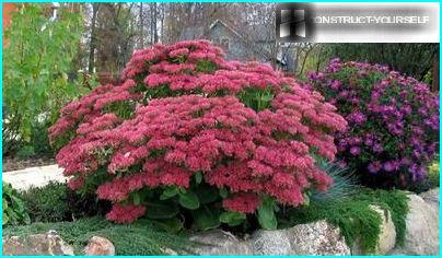 Asters and stonecrop