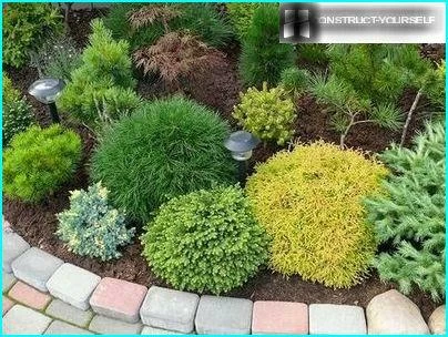 Conifere nane nel giardino fiorito