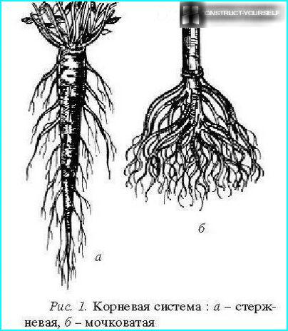 Variedades del sistema radicular en plantas.