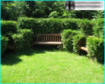 Coin confortable dans le jardin de conifères