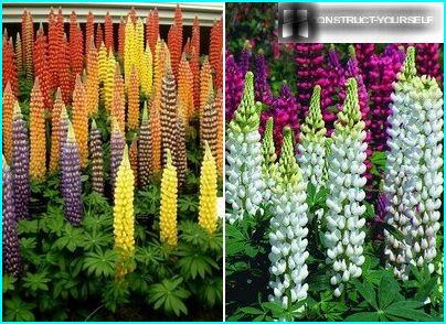 Variétés hybrides de grands lupins