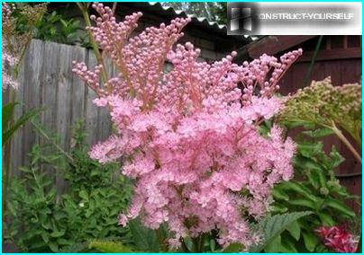 Roze wolken van moerasspirea bloemen