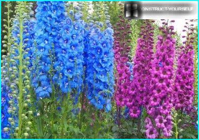 Delphinium-pyramidipylväät