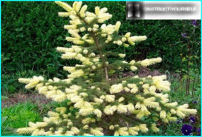 Picea pungens