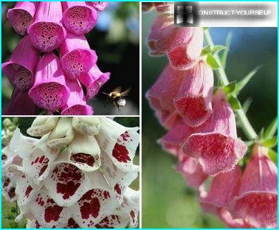 Digitalis frottéklokker