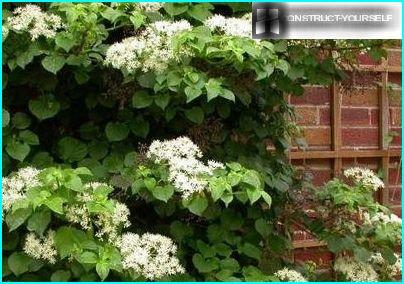 The bushes stemmed hydrangeas