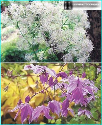 コーンフラワーの花序からの空気のない無重力の雲