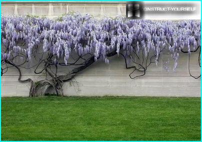 Spēcīgi Wisteria Vines