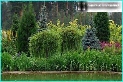 Coniferous pond