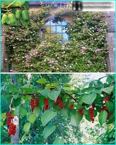 Flowering lianas schisandra chinensis and Actinidia