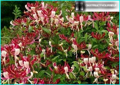 Fragrant flowering honeysuckle