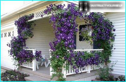 Elegant veranda dekoreret med blomstrende vinstokke af clematis