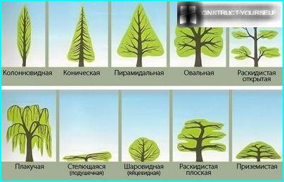 Kasvit, joilla on erilaisia ​​kruunuja